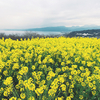 菜の花を見に行く