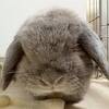 【７歳のうさぎ・つきの体調記録】涙目と季節の変わり目のケア