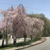 北軽井沢の桜など
