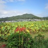 巾着田_内側（埼玉県日高市）