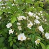ポケモン覚え書きと庭の花の記録