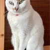 【臆病な猫】日々の生活と私の体験談 77！！