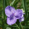 花のほほえみ