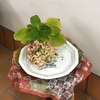 冬の紫陽花