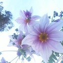 namacokuchibiru's diary