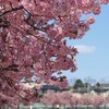 お花見ドライブ  後編