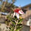 シェルティの夢　＊　フェイジョアの花