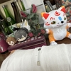 右手に黒龍封印した漢みたいになりましたね