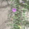 琉球朝顔