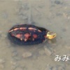 西表島 路上の生き物たち ①