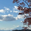 安国論寺・妙法寺で出会った花と紅葉，そして妙法寺苔階段・裏山からの富士　　イチョウ：わたりくる永き光にかがやきて黄につもりをり公孫樹落葉は　佐藤佐太郎　　カエデ：秋ふかくかへで全身もみぢしてこのはげしさはこゑ伴わず　高野公彦　　鎌倉一のサザンカ：散る花のうへにまた散る山茶花のいまだ暮れざる夕暮れの時　佐藤志満　　ツワブキ：音の無き時間ながれて石蕗を離れし蝶のいづくへ帰る　大西民子　　サネカズラ：名にし負はば逢坂山あふさかやまのさねかづら人に知られで来るよしもがな　藤原定方　　
