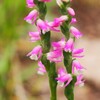 リフレッシュできる「野の花・野の音」