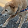 老犬ホームあん｜新人さん ジップ^^
