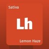 大麻の種類 Lemon Haze レモンヘイズ