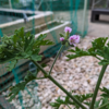 今日の1枚－蚊連草の花が咲いた