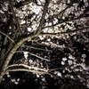 白山公園◎夜桜