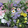 落ち込んだ時は、植物を観察すると良いと思います。