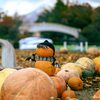 大沼国定公園のハロウイン