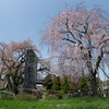 府中の名木百選、東郷寺のしだれ桜を見てきた