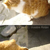 猫さんコチラ*日のサスほうへ