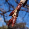 ジンチョウゲ・オオイヌノフグリが咲く