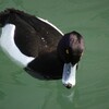 三ツ沢公園で野鳥探し 2017-12-13