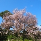 早咲きの桜「金沢城公園・兼六園」