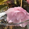 植物の精霊からのメッセージ〜桜チューニングウォーター2  八重桜