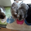 負け猫の避難所