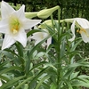 百合と薔薇