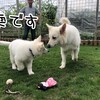 可愛いお客さん