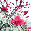 【日記】2016年4月9日(土)「桜のち桃」