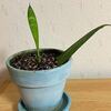 サンスベリアの葉挿し⁉