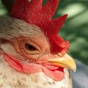 ニワトリインカーネーション