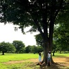 【夏を食べよう】ハンバーガーとビールと公園！