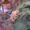 梅雨明け発表