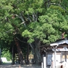 道の駅白川郷そばの大きなエノキ