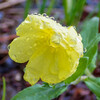 雨の路傍の植物園