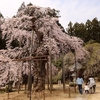 愛蔵寺の護摩桜・・
