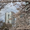 法政の桜