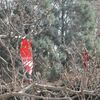 そんなにカラスのことが嫌いですか