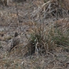 スジナシタヒバリ Buffy Pipit