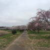 福岡堰の桜