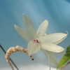 Dendrobium ceraula(white)   