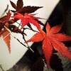  『庭のもみじ』
