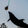 宮城県を一人旅するしかねえな 仙台うみの杜水族館