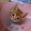 茶羅という名の野生の仔猫