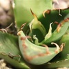 #802 植物自慢【第十七弾】