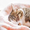 初めまして。猫好きcocoが今年こそは！と思いブログ始めてみました！