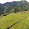 三色の茶畑